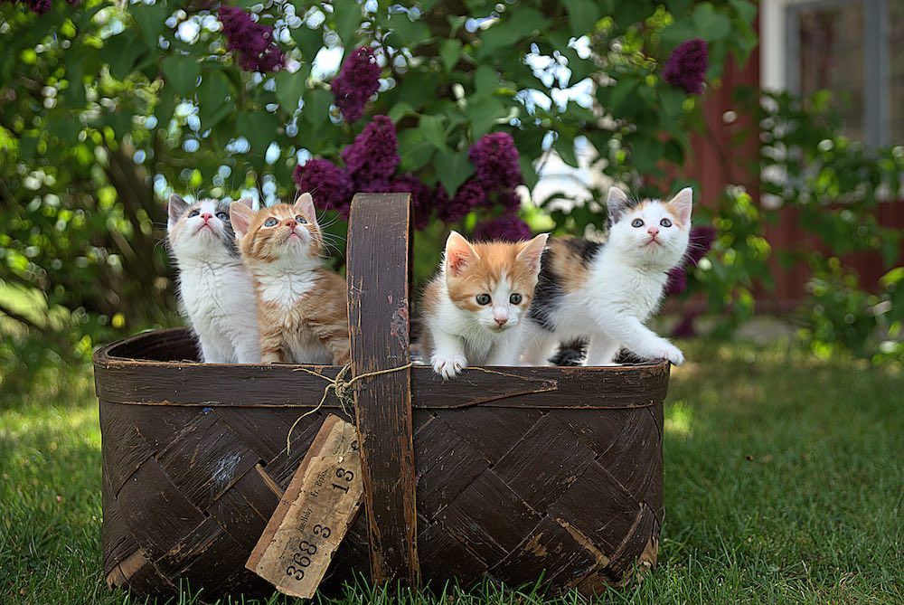 10 Most Famous Cats on the Internet