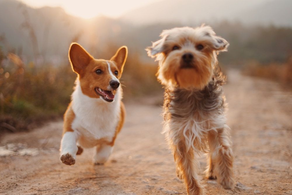 Top 30 Pet Influencers: Most Popular Animals on Social Media [2023 Updated]